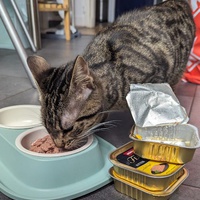 photo de livraison pour Association C.A.T.S. Chat Animal Terrien Solidarité