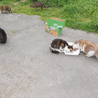 photo de livraison pour Chats Sans Toi"T"