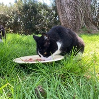 photo de livraison pour STREET CATS