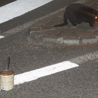 photo de livraison pour Chat Libre de l'Ile du Ramier