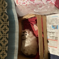 photo de livraison pour Les Chats Libres Condom 32