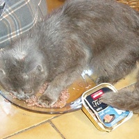 photo de livraison pour Protection Animale Berroise