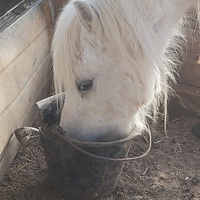 photo de livraison pour Equi-Libre : Droit à la Retraite Equine