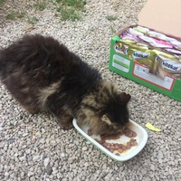 photo de livraison pour Ecole du Chat des Alpilles