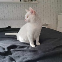 photo de livraison pour Les chats de l'Indifférence