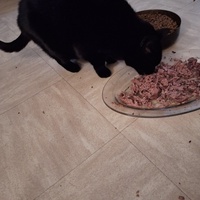 photo de livraison pour Protect Cat