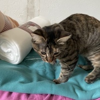 photo de livraison pour APATE