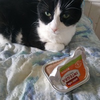 photo de livraison pour Les Pattounes de l'Espoir