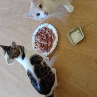 photo de livraison pour Les Félins Concitoyens de Saint Eliph