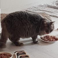 photo de livraison pour La Vraie Magie des Chats
