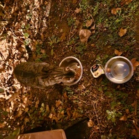 photo de livraison pour Les Chats de Dugny