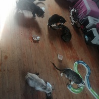 photo de livraison pour Les Buddy Chats