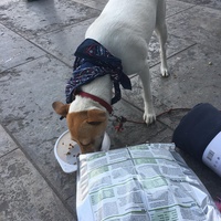 photo de livraison pour Help Doggy