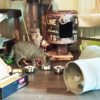 photo de livraison pour Les Chats d'Hauterive
