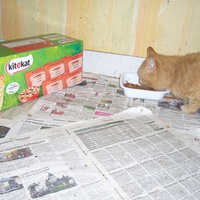 photo de livraison pour Chats Sans Toi"T"