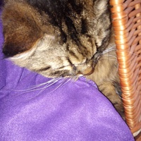 photo de livraison pour Les chats Port-Saint-Louisiens