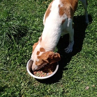 photo de livraison pour Silver Dog Srebrenica