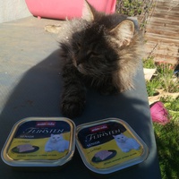 photo de livraison pour Les Chats libres de Calvisson