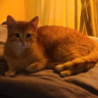 photo de livraison pour Félin Pour L’Hôte