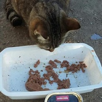photo de livraison pour Les Chats-Pitresdelavi-Ste