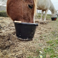 photo de livraison pour Les Crinières de Salherm