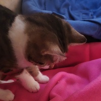 photo de livraison pour 4 Sabots et un Fer