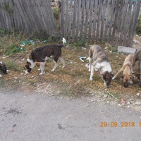 photo de livraison pour Pro Animals Finland ry