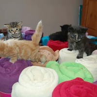 photo de livraison pour Ecole du Chat d’Arbois
