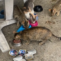 photo de livraison pour ANIMAL ATTITUDE