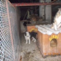 photo de livraison pour Pro Animals Finland ry