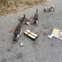 photo de livraison pour Les chats Port-Saint-Louisiens