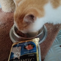 photo de livraison pour KITTY HOME SENIORS