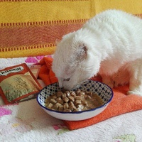 photo de livraison pour Ecole du Chat de Poitiers