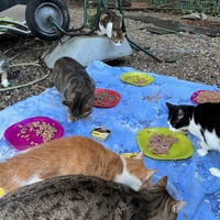 photo de livraison pour Les chats de chez nous