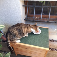 photo de livraison pour Chats du Pays d'Ornans
