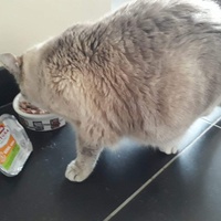 photo de livraison pour Chat Suffit a.sb.l.