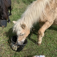photo de livraison pour Espoir au Galop