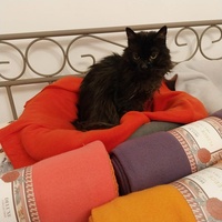 photo de livraison pour Clan du chat libre