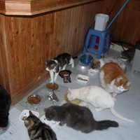 photo de livraison pour Chats Heureux