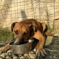 photo de livraison pour Animals voice Macedonia