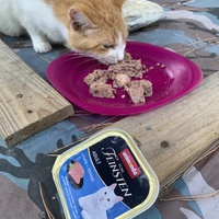 photo de livraison pour Les chats de chez nous