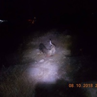 photo de livraison pour Pro Animals Finland ry