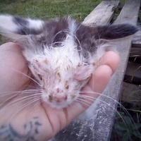 photo de livraison pour Chat L'Heureux