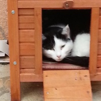 photo de livraison pour Amicale Chats