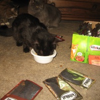 photo de livraison pour Jardin des Chats