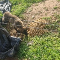 photo de livraison pour Civic Initiative Kane Korzo Skopje