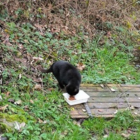 photo de livraison pour Trois P'tits Chats
