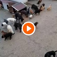 photo de livraison pour ПРИХВАТИЛИШТЕ ДРАЖЕВАЦ