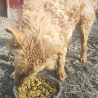 photo de livraison pour Svetlana Bjelogrlic