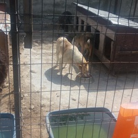 photo de livraison pour Speranta Pentru Animale